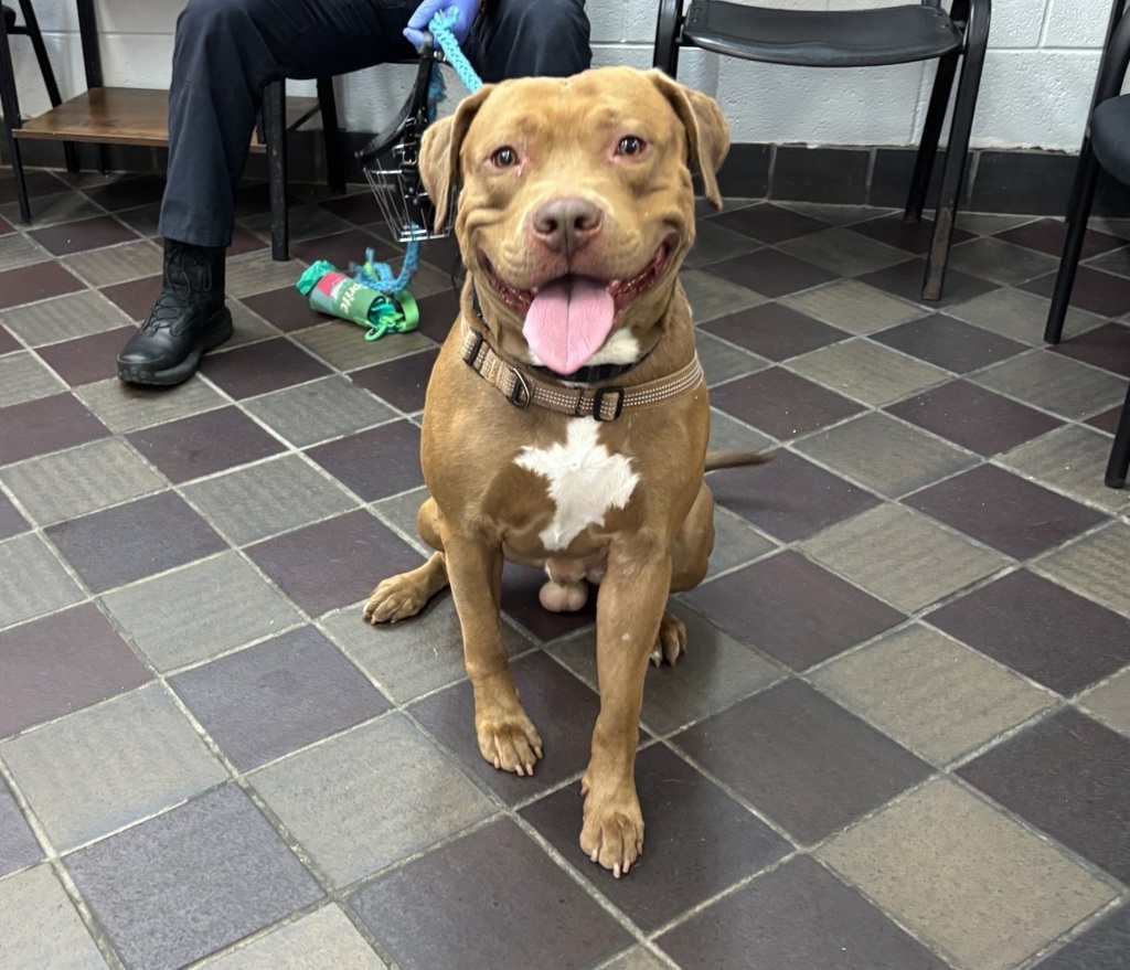 Shelter Stray Male Dog last seen Apt 2F,26 Sherman Avenue, NEW YORK, NY, 10040, 326 E 110th St, New York, NY 10029, USA
