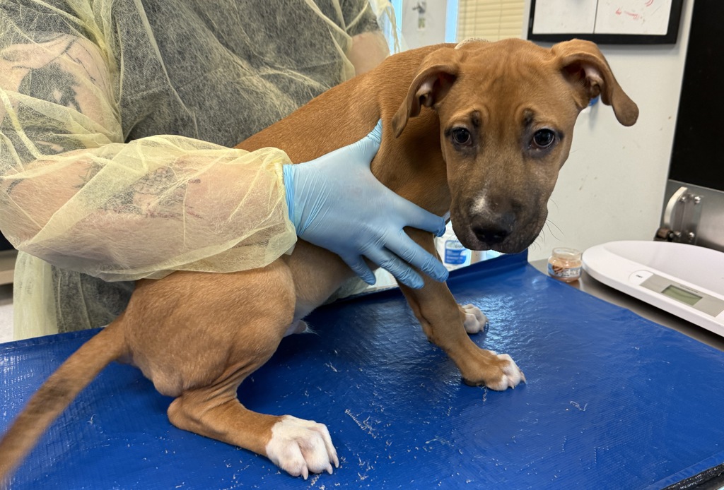Shelter Stray Male Dog last seen Near W Farm Square Plaza, BRONX, NY, 10460, 326 E 110th St, New York, NY 10029, USA