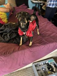 Lost Female Dog last seen 54th Ave N Lealman Paek b, St. Petersburg, FL 33714