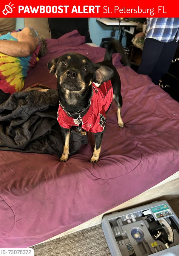 Lost Female Dog last seen 54th Ave N Lealman Paek b, St. Petersburg, FL 33714