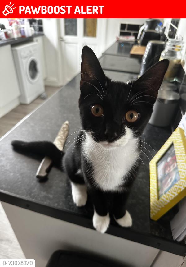 Lost Male Cat last seen Elmsleigh Drive, Southend-on-Sea, England SS9 4HS