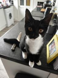 Lost Male Cat last seen Elmsleigh Drive, Southend-on-Sea, England SS9 4HS