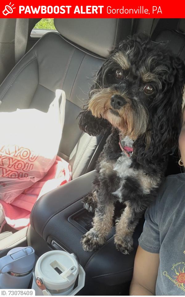 Lost Female Dog last seen Paradise park, Gordonville, PA 17529