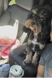 Lost Female Dog last seen Paradise park, Gordonville, PA 17529