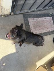 Found/Stray Male Dog last seen Elm and church, Fresno, CA 93706