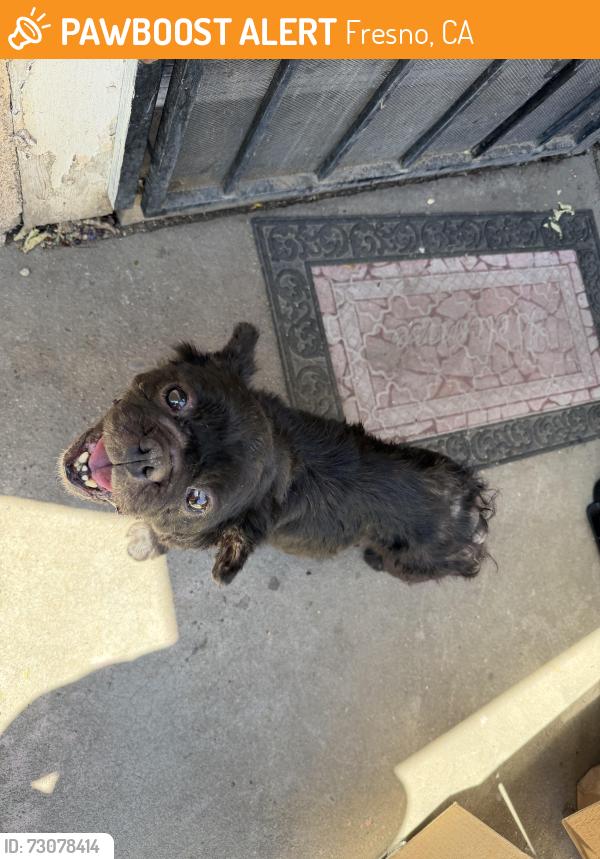 Found/Stray Male Dog last seen Elm and church, Fresno, CA 93706