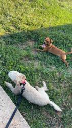 Found/Stray Female Dog last seen taylorsville manufacturing rd, Taylorsville, NC 28681