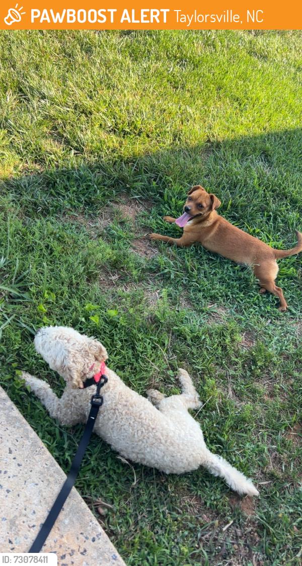 Found/Stray Female Dog last seen taylorsville manufacturing rd, Taylorsville, NC 28681
