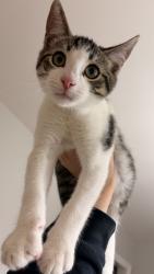 Lost Female Cat last seen Windsor Great park, Newport News, VA 23608