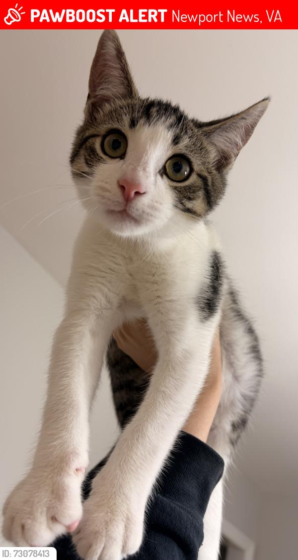 Lost Female Cat last seen Windsor Great park, Newport News, VA 23608