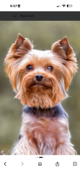 Found/Stray Unknown Dog last seen It had a red collar on, Poestenkill, NY 12140