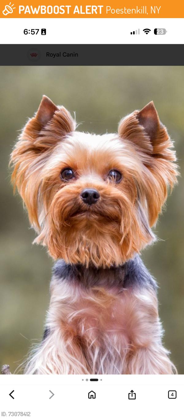 Found/Stray Unknown Dog last seen It had a red collar on, Poestenkill, NY 12140