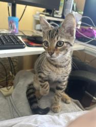Found/Stray Male Cat last seen West Providence & Providence Creek near the elementary school, Richmond, VA 23236