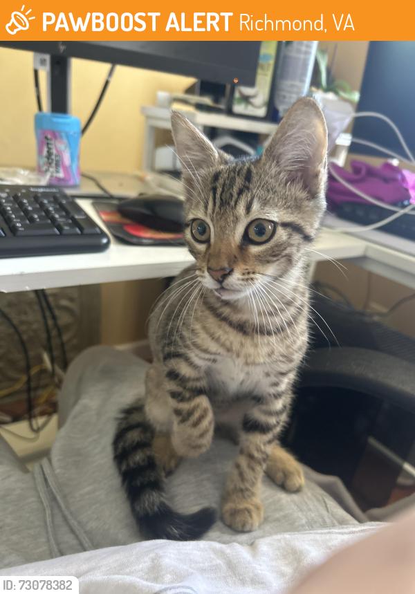 Found/Stray Male Cat last seen West Providence & Providence Creek near the elementary school, Richmond, VA 23236