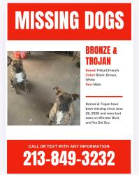 Reunited Male Dog last seen Montebello, CA 90640, USA, Montebello, CA 90640