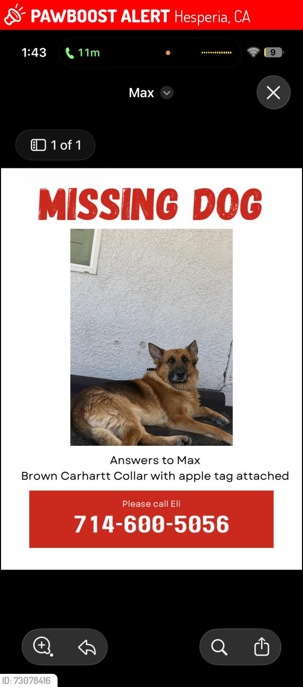 Lost Male Dog last seen ranchero road, hesperia, Hesperia, CA 92345