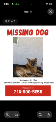 Lost Male Dog last seen ranchero road, hesperia, Hesperia, CA 92345