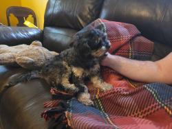 Found/Stray Female Dog last seen Off University Blvd North, cross street is Windermere, Jacksonville, FL 32211
