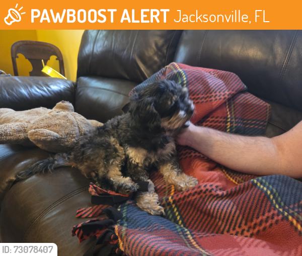 Found/Stray Female Dog last seen Off University Blvd North, cross street is Windermere, Jacksonville, FL 32211