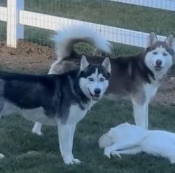 Lost Male Dog last seen County road 18, Johnstown, CO 80534