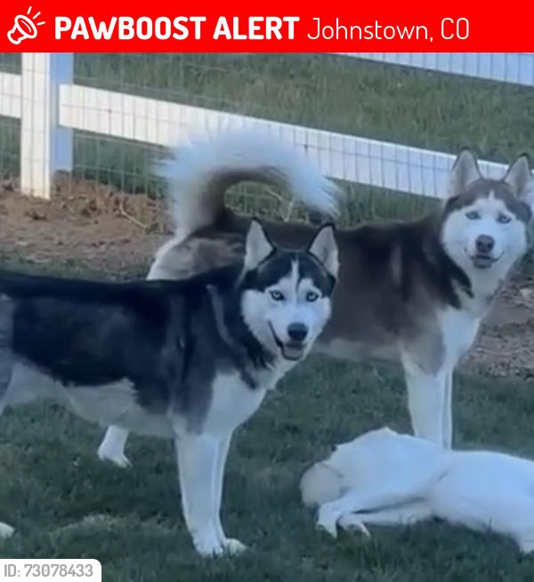 Lost Male Dog last seen County road 18, Johnstown, CO 80534