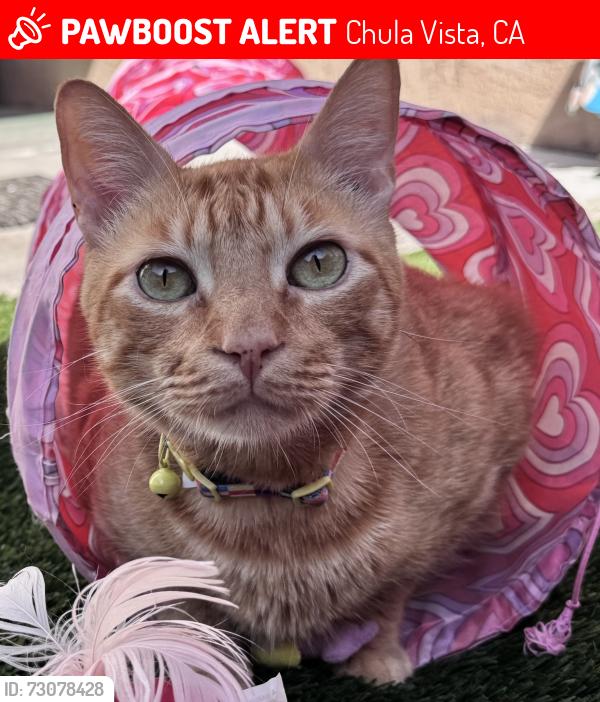 Lost Male Cat last seen Under cars, Chula Vista, CA 91911