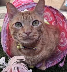 Lost Male Cat last seen Under cars, Chula Vista, CA 91911