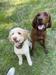 Lost Male Dog last seen Alcovy Trestle, Social Circle, GA 30025