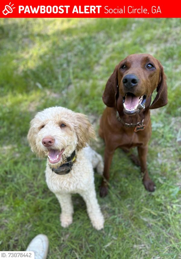 Lost Male Dog last seen Alcovy Trestle, Social Circle, GA 30025