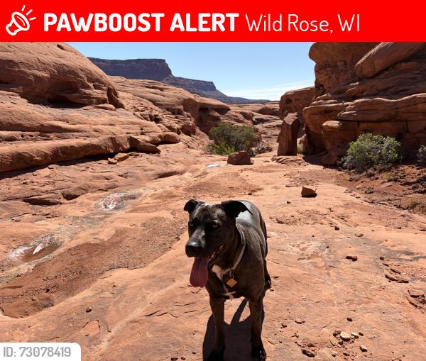 Lost Female Dog last seen County Rd K and Akron Ave , Wild Rose, WI 54984