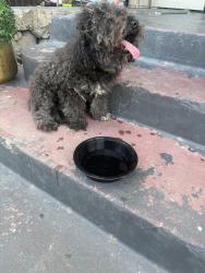 Found/Stray Male Dog last seen Evan’s. And rosedale, Fort Worth, TX 76104