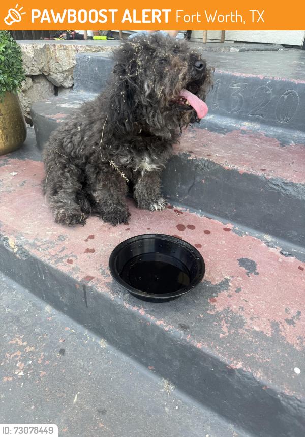 Found/Stray Male Dog last seen Evan’s. And rosedale, Fort Worth, TX 76104