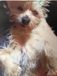 Lost Female Dog last seen Candelaria and 12th, Albuquerque, NM 87107