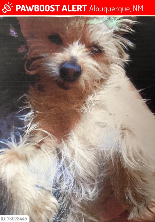 Lost Female Dog last seen Candelaria and 12th, Albuquerque, NM 87107