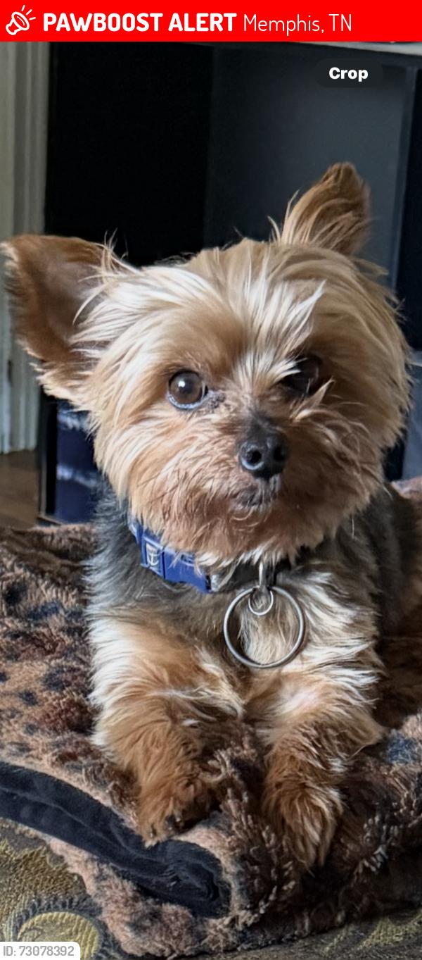 Lost Male Dog last seen Wilson/ boeingshire, Memphis, TN 38116