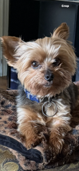Lost Male Dog last seen Wilson/ boeingshire, Memphis, TN 38116