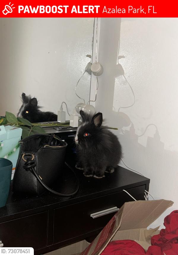 Lost Female Rabbit last seen Near thames, Azalea Park, FL 32807