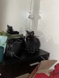Lost Female Rabbit last seen Near thames, Azalea Park, FL 32807
