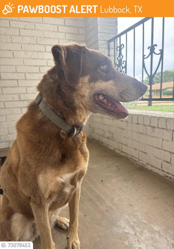 Found/Stray Female Dog last seen Preston Smith Park, Lubbock, TX 79416