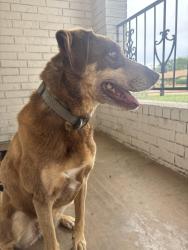 Found/Stray Female Dog last seen Preston Smith Park, Lubbock, TX 79416