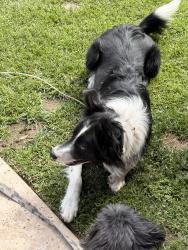 Found/Stray Unknown Dog last seen Via Coronel and via Fernandez, Palos Verdes Estates, CA 90274