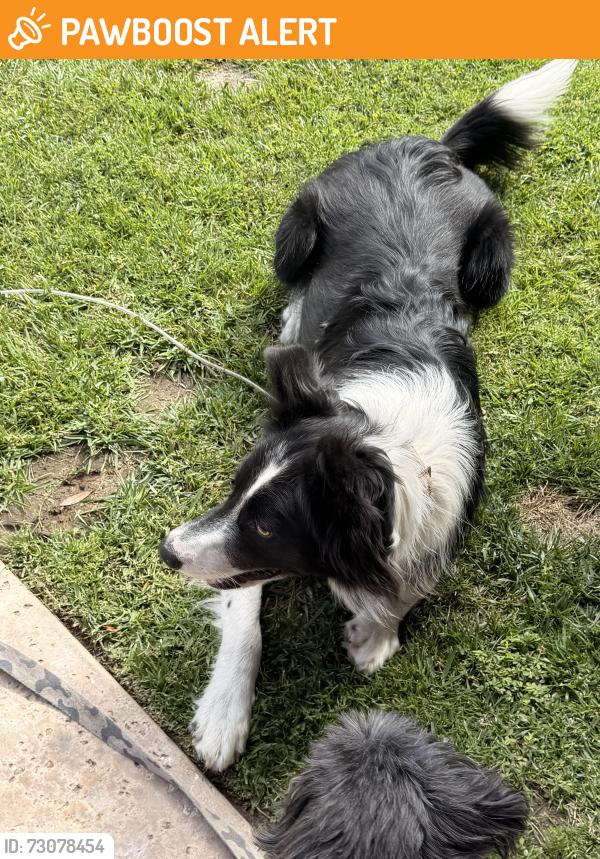 Found/Stray Unknown Dog last seen Via Coronel and via Fernandez, Palos Verdes Estates, CA 90274