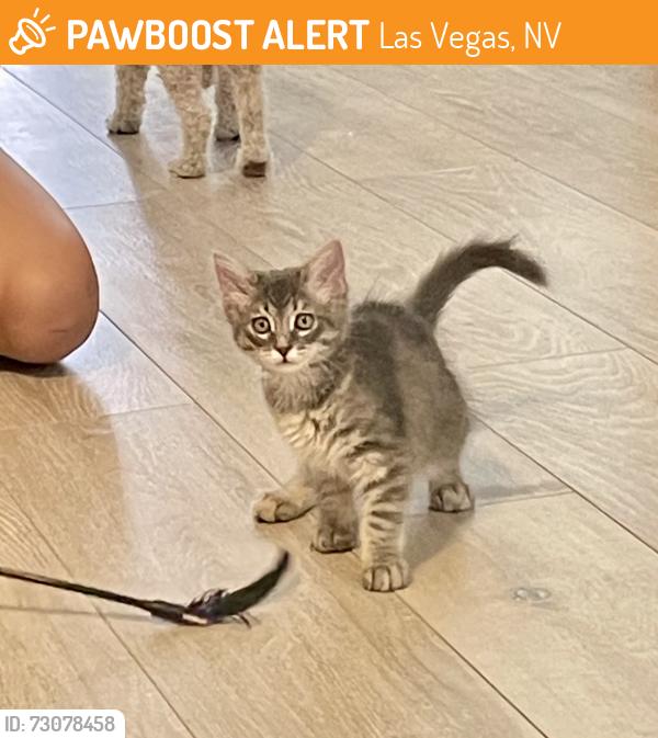 Found/Stray Female Cat last seen Craig and Tenaya, Las Vegas, NV 89129