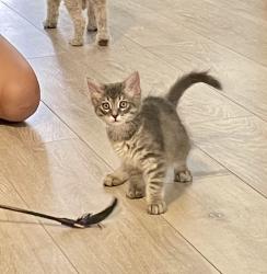 Found/Stray Female Cat last seen Craig and Tenaya, Las Vegas, NV 89129