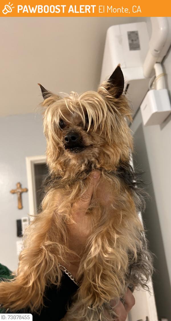 Found/Stray Male Dog last seen Nevada st by edition motors and wienersnitchzels, El Monte, CA 91733
