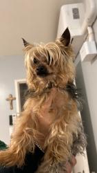 Found/Stray Male Dog last seen Nevada st by edition motors and wienersnitchzels, El Monte, CA 91733