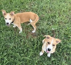 Found/Stray Male Dog last seen Sutton, San Antonio, TX 78228