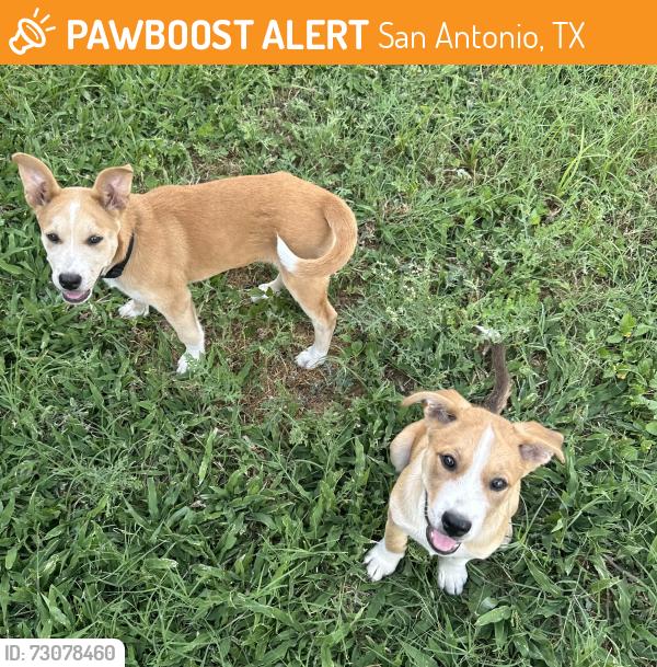 Found/Stray Male Dog last seen Sutton, San Antonio, TX 78228
