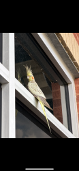 Found/Stray Unknown Bird last seen Berks County VA Clinic, Spring Ridge, PA 19610