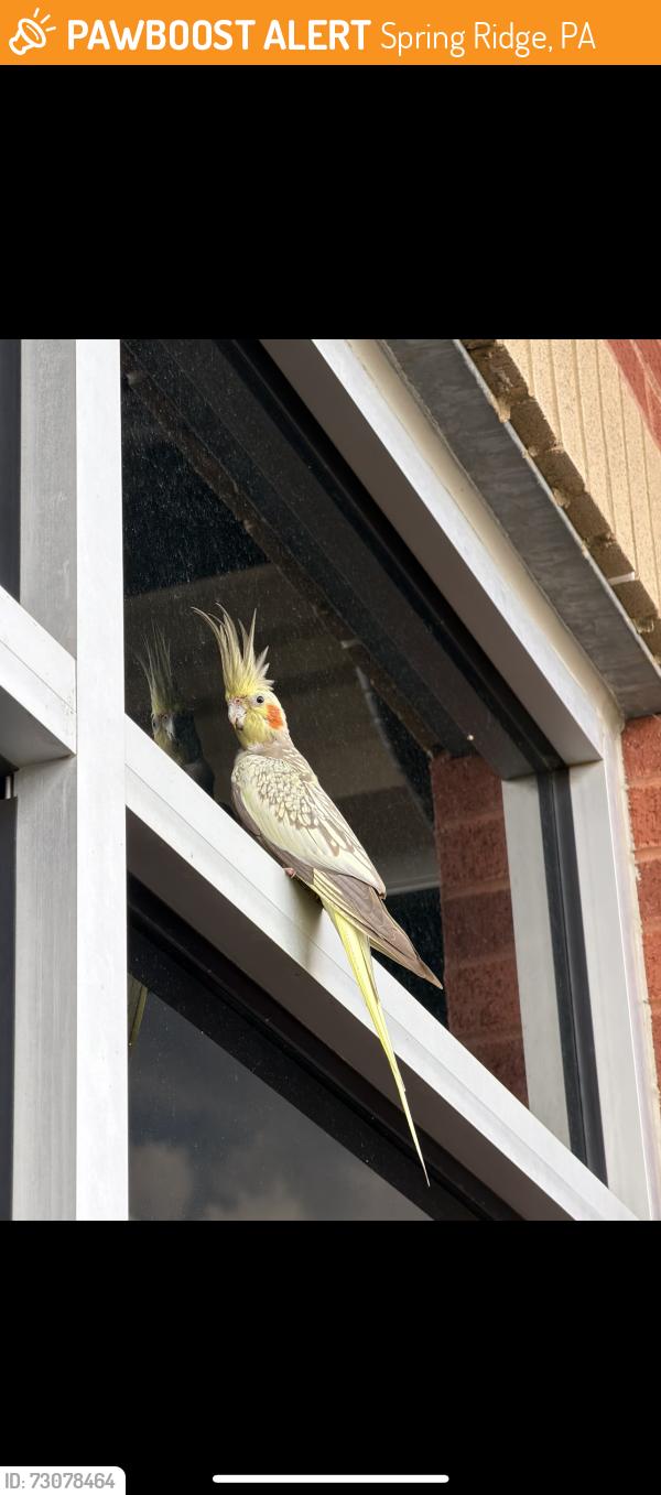 Found/Stray Unknown Bird last seen Berks County VA Clinic, Spring Ridge, PA 19610